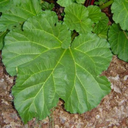 Rhubarb